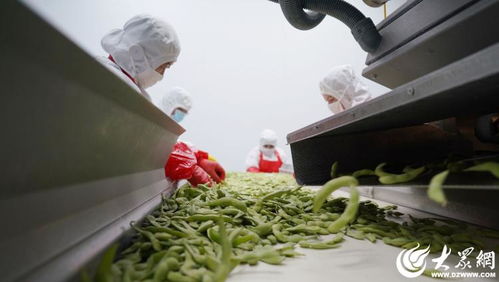 山東沂南 小果蔬撬動(dòng)大產(chǎn)業(yè)，食品包裝機(jī)械助力騰飛